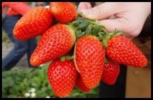 Strawberry Fruit Picking2 (1)