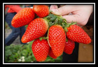 Strawberry Fruit Picking2 (1)