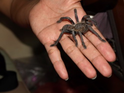 ��� : �������� : ���´���